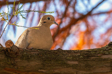 Mourning dove perched in a tree against fall colors.