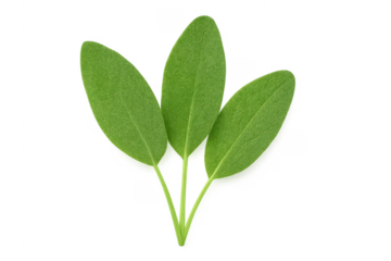 Fresh sage leaves on transparent background