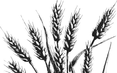 Naklejka premium Wheat ears sketch hand drawn black and white botanical illustration — stock vector