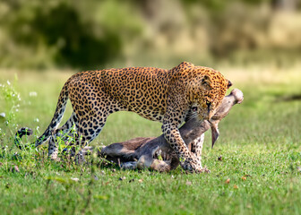 The Sri Lankan leopard - Panthera pardus kotiya - Ceylon  leopard