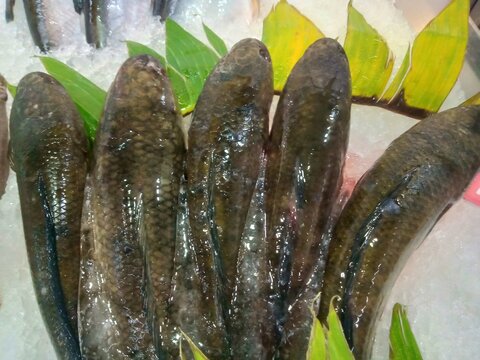 Fresh Mud Loaches Displayed on Ice with Green Leaves for Sale