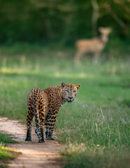 The Sri Lankan leopard - Panthera pardus kotiya - Ceylon  leopard