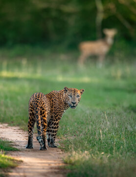 The Sri Lankan leopard - Panthera pardus kotiya - Ceylon  leopard