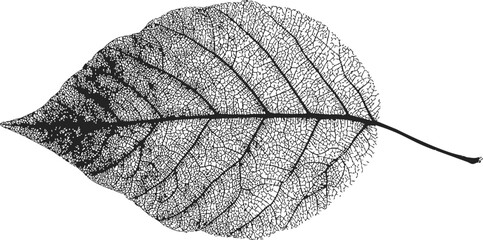 Leaf skeleton sketch, hand drawn botanical veins and intricate natural structure — stock vector