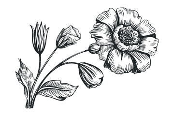 Fototapeta premium Pen and ink sketch of a blooming poppy and buds