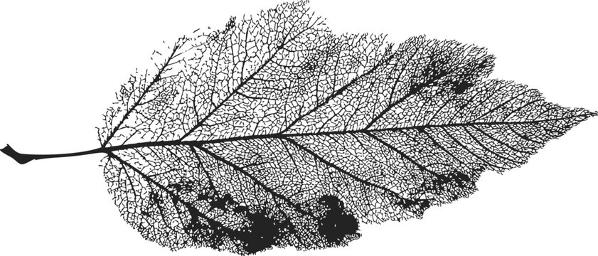 Leaf skeleton sketch, hand drawn detailed botanical vein structure &mdash; stock vector