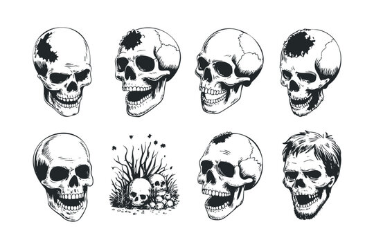 Collection of illustrative skulls in various states of decay