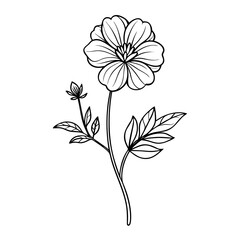geum urbanum line art on white background