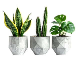 Three potted green plants with geometric concrete pots