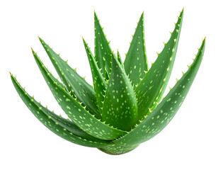 Vibrant green succulent with spiky leaves and white speckles