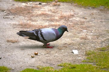 A single gray pigeon walking on a dirt path outdoors.
