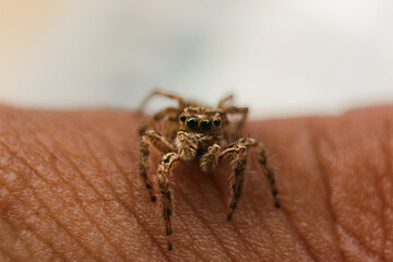 spider on the wall