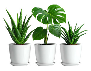 Three potted green houseplants on white backgrounds
