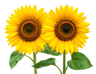 Two large, bright yellow sunflowers with green leaves