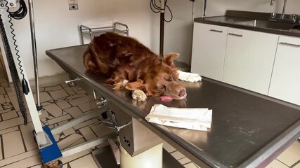 Brown and white border collie under general anesthesia on veterinary X-ray table, slow horizontal approach