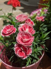 pink flower in a pot  Garden 