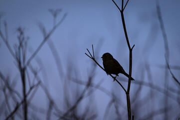 Songbird Silhouette on Bare Branch at Dawn, Gum Grove Park