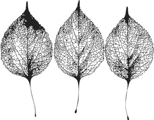 Leaf skeletons sketch, hand drawn style, detailed black line art of three leaves — stock vector