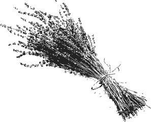 Dried lavender bundle, hand drawn sketch, tied with twine, botanical illustration &mdash; stock vector