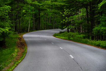 Curve Of Park Loop Road In Acadia