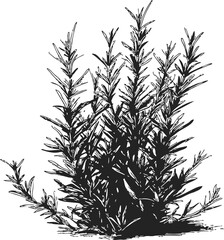 Obraz premium Rosemary bush sketch, hand drawn botanical herb with dense foliage — stock vector