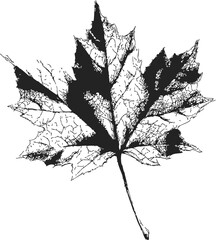 Fototapeta premium Maple leaf sketch hand drawn detailed black and white illustration — stock vector