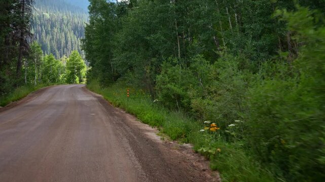 Driving through Kebler Pass, Crested Butte, Colorado on a summer afternoon at sunset.  Views of aspen forest and wildflowers.