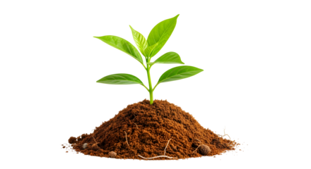 New plant sprout emerging from rich soil, symbolizing growth and new beginnings