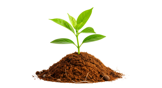 New plant sprout emerging from rich soil, symbolizing growth and new beginnings