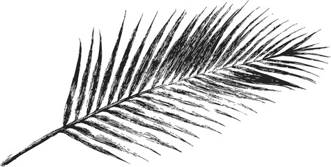 Palm leaf sketch, hand drawn vector, detailed feather-like frond isolated on white — stock vector