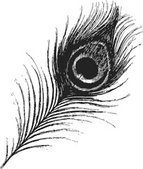 Obraz premium Peacock feather sketch, hand drawn style with detailed eye pattern — stock vector