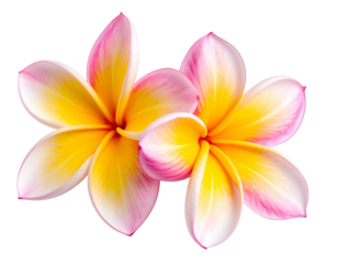 Two delicate, vibrant tropical blossoms overlap on black