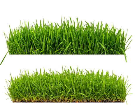 Vibrant green blades of grass, two distinct clusters