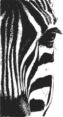 Obraz premium Zebra face sketch, hand drawn vector, close up with detailed stripes and eye — stock vector