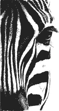 Zebra face sketch, hand drawn vector, close up with detailed stripes and eye &mdash; stock vector