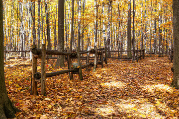 Colorful autumn forest with a rustic wooden fence surrounded by fallen leaves. Warm seasonal foliage creating a natural woodland pathway in soft daylight.

