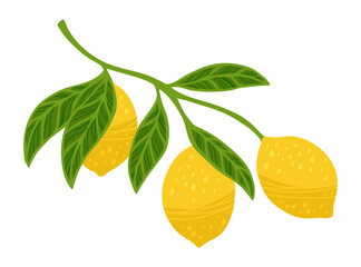 Lemon tree branch textured vector illustration. Citrus twig leafage lemon with leaves. Fresh juicy citrus abstract whole yellow lemons art. Decorative fruits painting hand drawn design elements