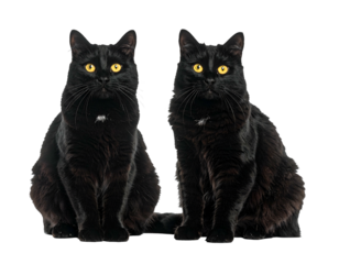 Two sleek black cats with striking golden eyes sit attentively