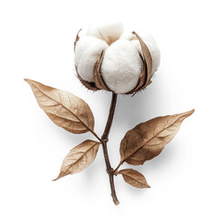 A single cotton boll with brown leaves on a white background.