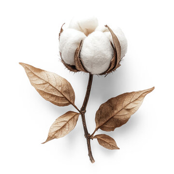 A single cotton boll with brown leaves on a white background.