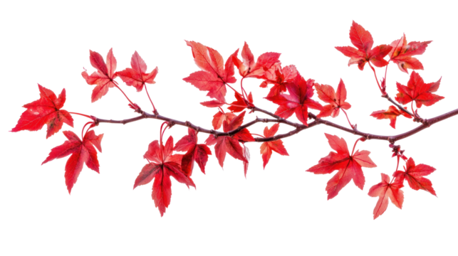 A branch with red autumn leaves against a white background.