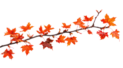 A branch with autumn leaves against a white background.