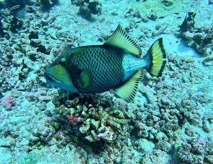 Triggerfish swimming near coral reef in clear tropical water