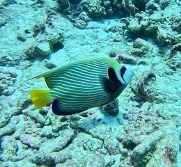 Emperor angelfish swimming over coral reef