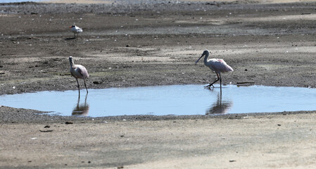 Roseate Spoonbills forage for food at the Dauphin Island Causeway Project in Dauphin Island