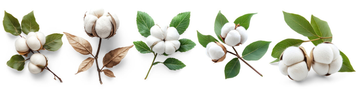 Cotton plants with white cotton bolls and green leaves on a white background.