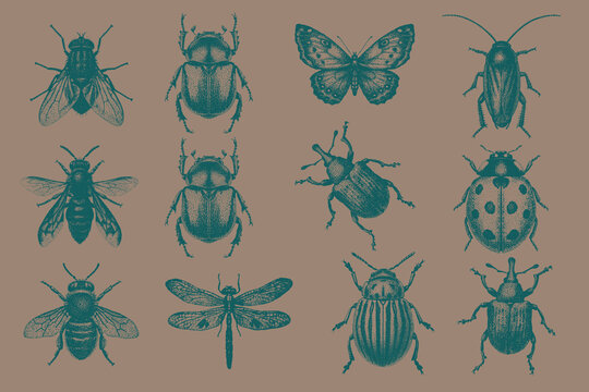 Collection of Vintage insects set for modern design. Trendy retro Cockroach, Stag Beetle, Butterfly, Dragonfly, Honeybee, Wasp, Housefly, Potato Beetle, Ladybug. Vector illustration.
