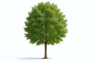 Fototapeta premium Isolated Tree with Green Foliage on White Background, Perfect for Architectural Visualization and Design Projects