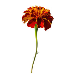 Single Marigold Flower With Red Orange Petals And Green Stem Isolated On Black Background Studio Shot
