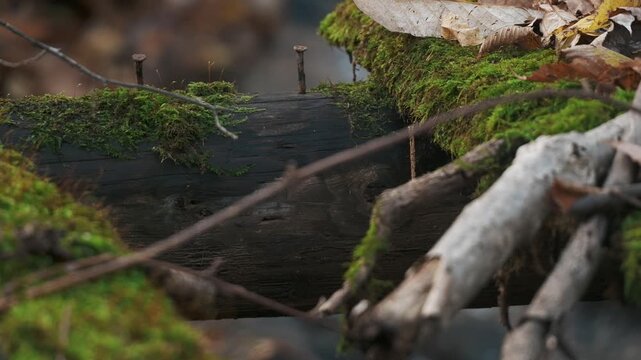 晩秋の渓流の苔の生えた壊れた橋